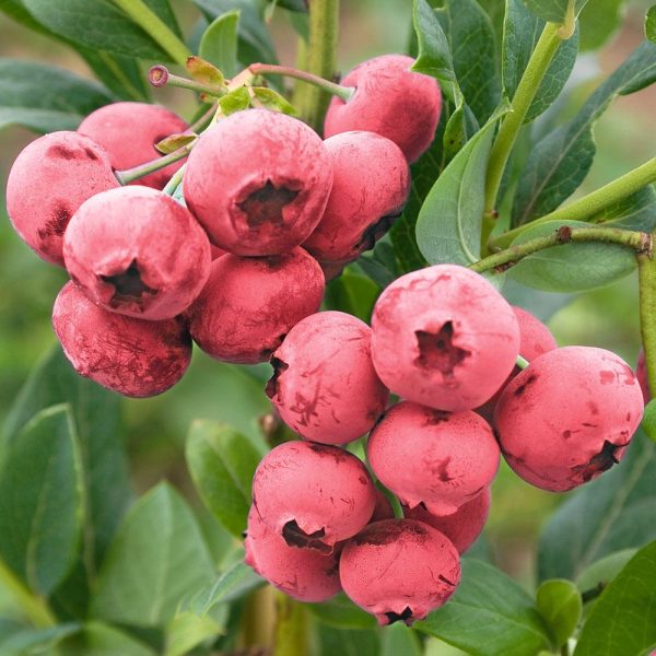 🇺🇸🫐Mirtilo de fruto Vermelho🫐🇺🇸 - Image 7