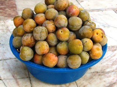 Ameixeira rainha cláudia abrunho selvagem🇵🇹