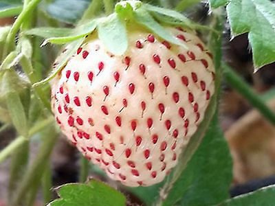 Morangos Brancos Japoneses