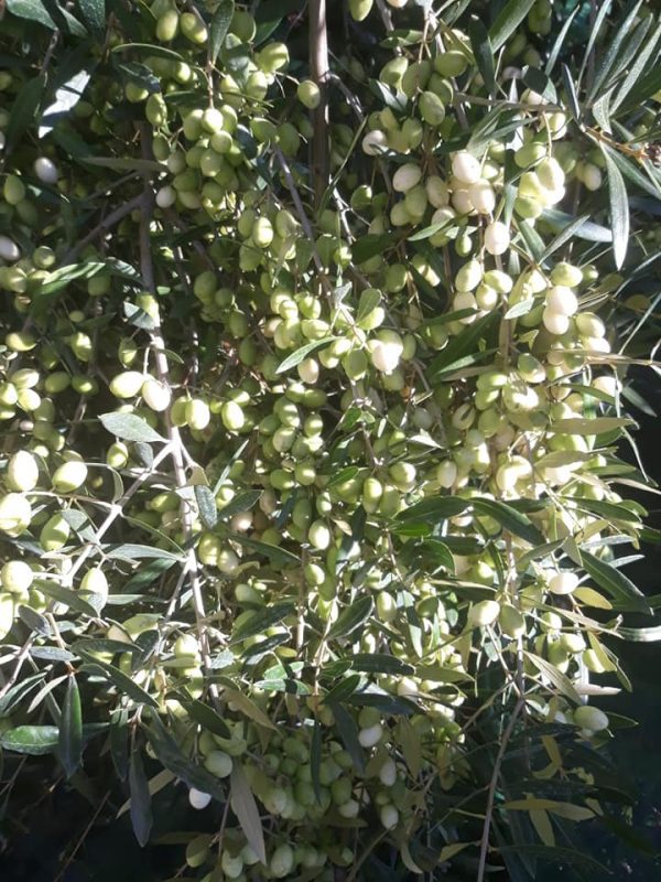 Oliveira de azeitona Branca - Image 3