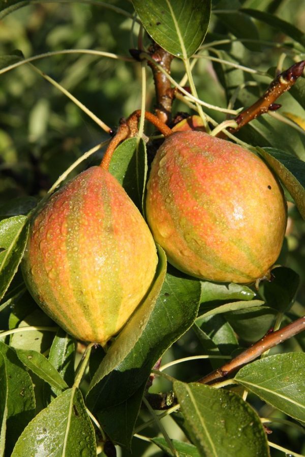 PEREIRA de PERA TIGRADA VARIEGATA🍐 - Image 3