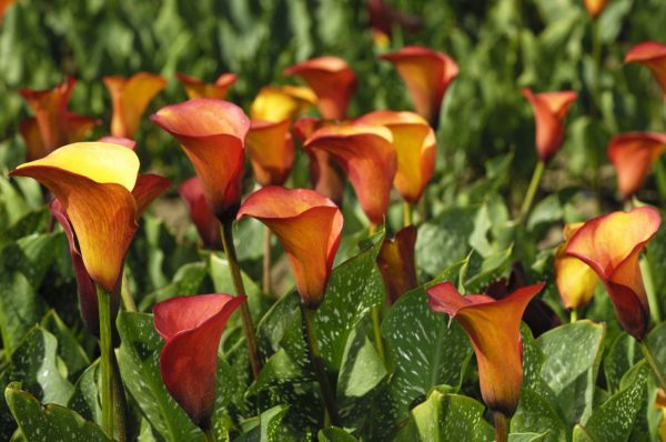 Orange lilies