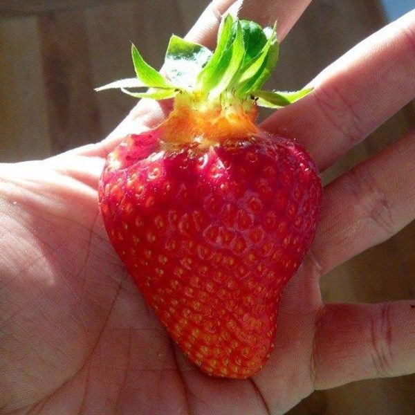 😁🍓Morangueiros de fruto gigante🍓😁 - Image 10