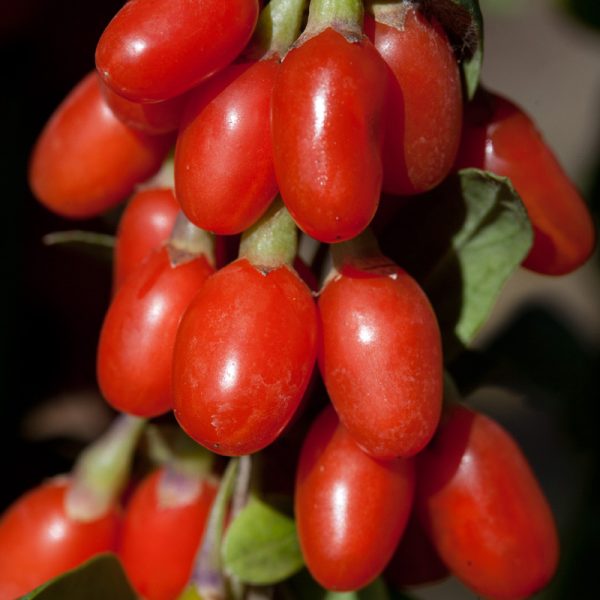Goji Vermelho - Image 2