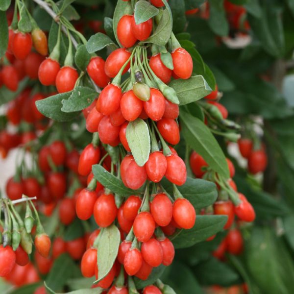 Goji Vermelho - Image 7