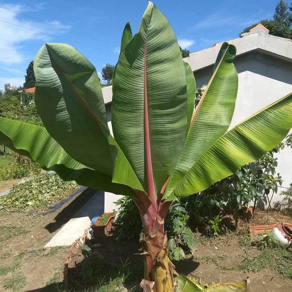 BANANEIRA GIGANTE VERMELHA