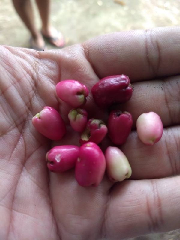 🇦🇺🍒Lili Pili - Cereja da Australia🍒🇦🇺 - Image 4