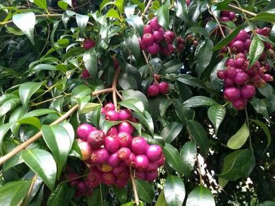 🇦🇺🍒Lili Pili – Cereja da Australia🍒🇦🇺