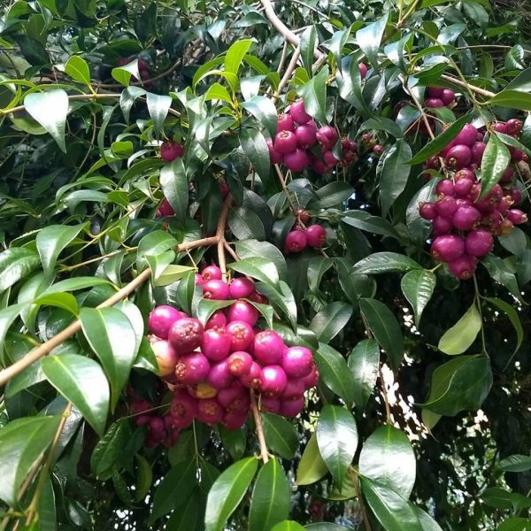 🇦🇺🍒Lili Pili - Cereja da Australia🍒🇦🇺 - Image 2