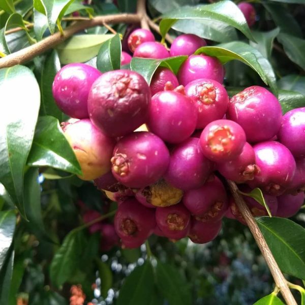 🇦🇺🍒Lili Pili - Cereja da Australia🍒🇦🇺 - Image 3