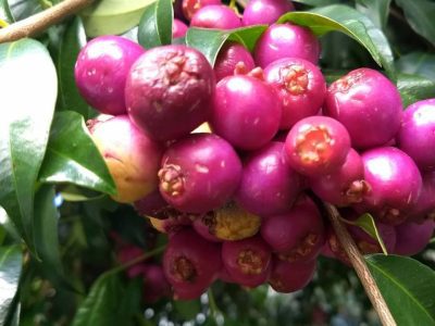 🇦🇺🍒Lili Pili – Cereja da Australia🍒🇦🇺