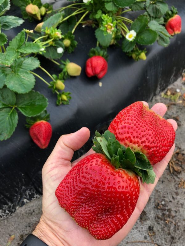 😁🍓Morangueiros de fruto gigante🍓😁 - Image 11