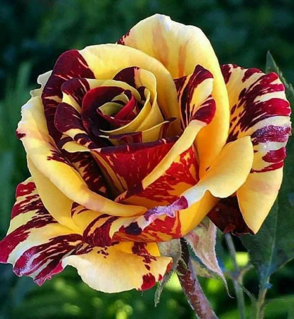 Roseira tigrada amarela e vermelha - Image 2