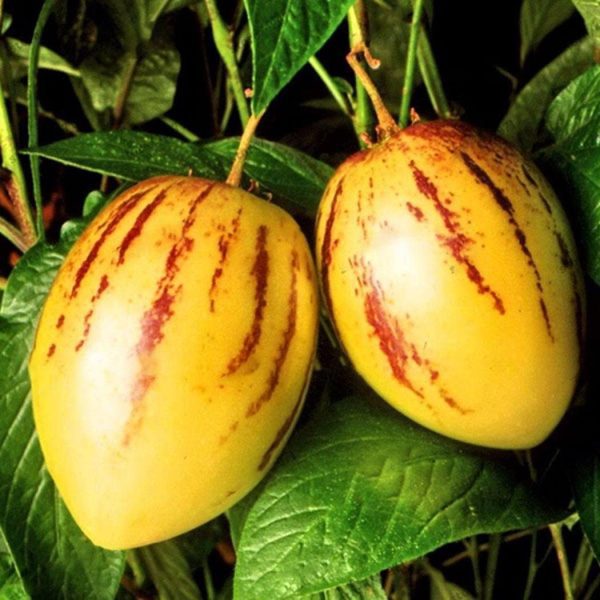 Pêra melão