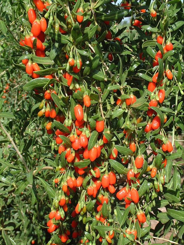 Goji Vermelho - Image 9