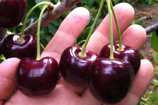 Cerejeira de fruto gigante - Image 2