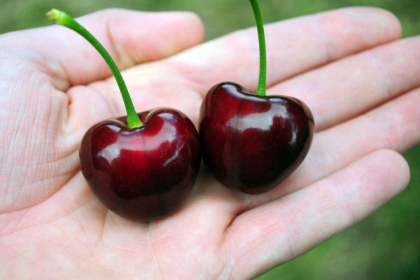 Cerejeira de fruto gigante