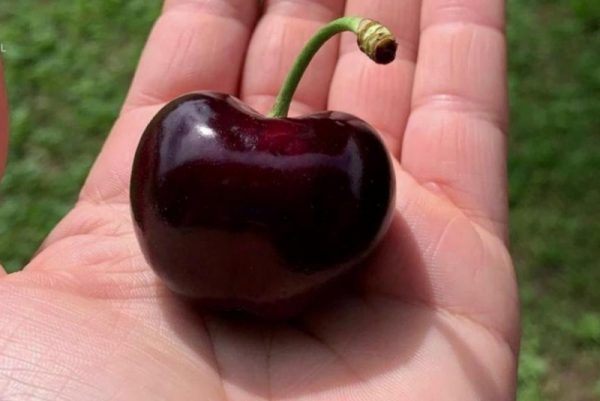Cerejeira de fruto gigante - Image 5