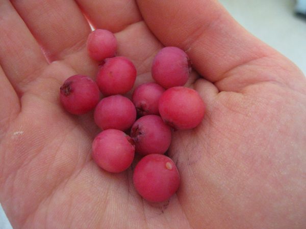🇺🇸🫐Mirtilo de fruto Vermelho🫐🇺🇸 - Image 5