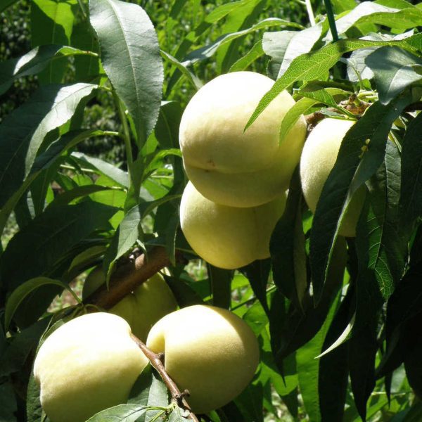 Pessegueiro de Fruto Branco do Japão🍑🤍🇯🇵 - Image 4