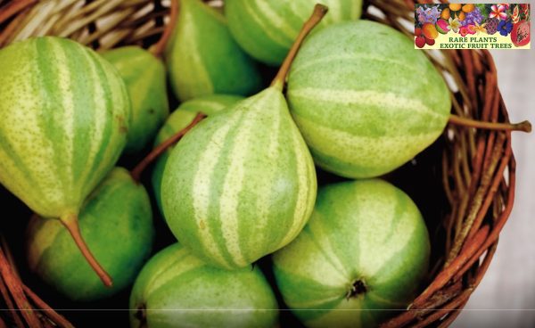 PEREIRA de PERA TIGRADA VARIEGATA🍐 - Image 6