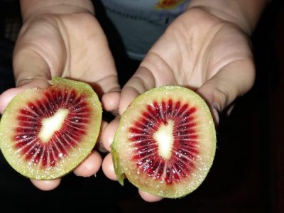 🥝KIWI VERMELHO GRANDE (Fêmea)🥝