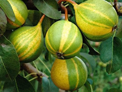PEREIRA de PERA TIGRADA VARIEGATA🍐