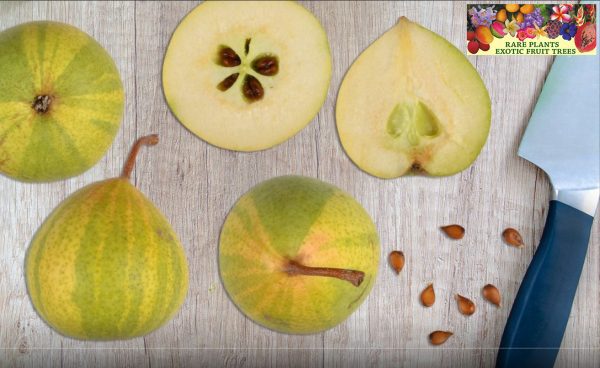 PEREIRA de PERA TIGRADA VARIEGATA🍐 - Image 9