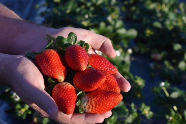 😁🍓Morangueiros de fruto gigante🍓😁 - Image 4