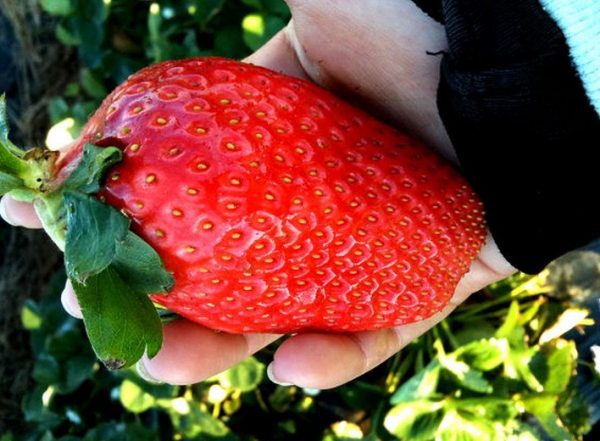 😁🍓Morangueiros de fruto gigante🍓😁 - Image 3