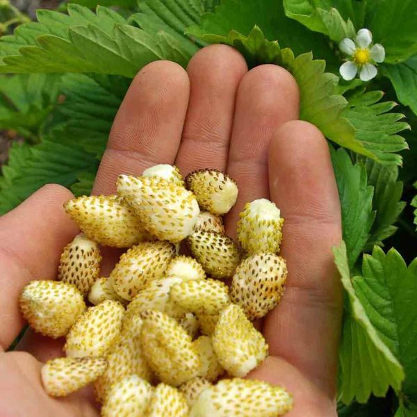 Morangueiros de fruto amarelo super doce de sabôr a caramelo
