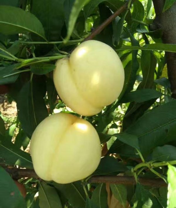 Nectarinas brancas - Image 5