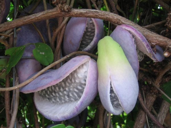 Akebia🥭🐍 - Image 9