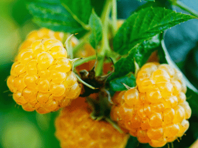 FRAMBOESA AMARELA de VASO🍇💛🪴