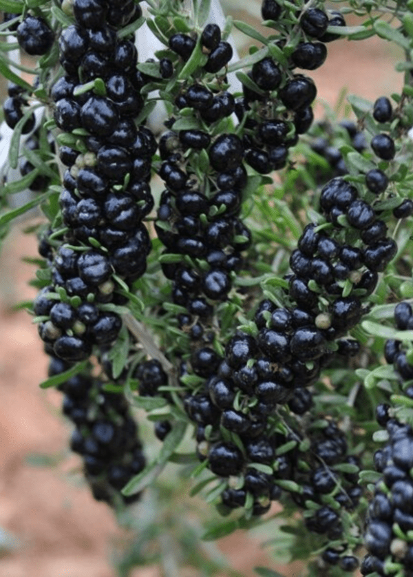 Goji Negro - Image 4