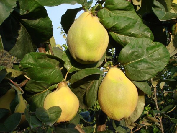 Marmeleiro de fruto em forma de pêra - Image 4
