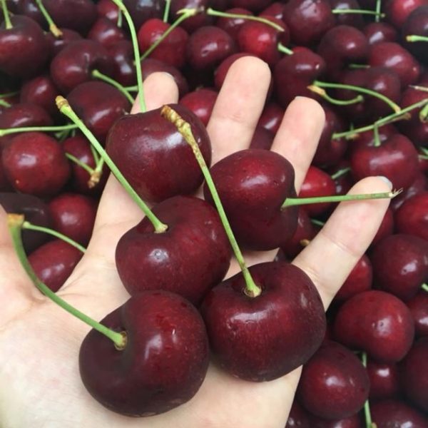 Cerejeira de fruto gigante - Image 3