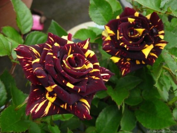 Roseira tigrada amarela e vermelha - Image 11