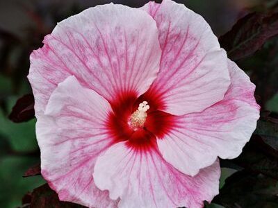 Hibisco de flor Rosa gigante de frio