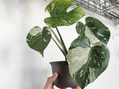 Monstera Balbisiana