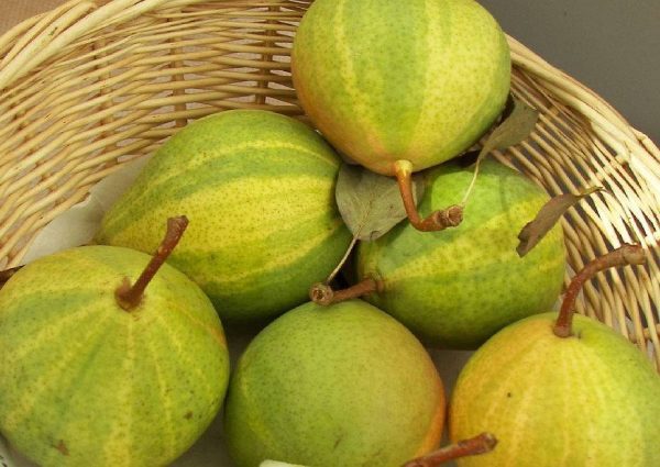 PEREIRA de PERA TIGRADA VARIEGATA🍐 - Image 4