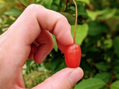 Eleagnus – Cereja da Russia super doce
