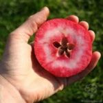 Macieira de sangue de carne vermelha doce🍎