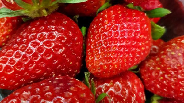 😁🍓Morangueiros de fruto gigante🍓😁 - Image 6