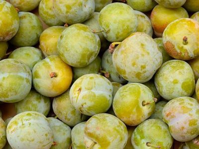 Ameixeira rainha cláudia abrunho selvagem🇵🇹