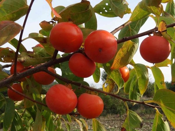 Diospireiro de fruto vermelho europeu - Image 4