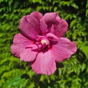 Hibisco de flor pequena cor de rosa de frio