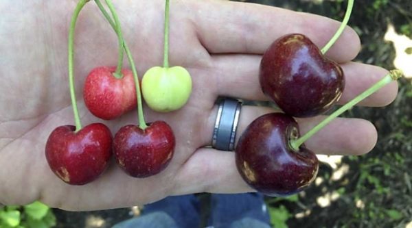 Cerejeira de fruto gigante - Image 9