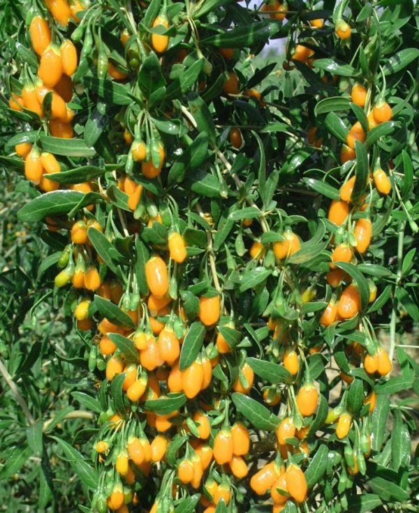 Goji Amarelo - Image 7