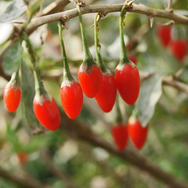 Goji Vermelho - Image 4